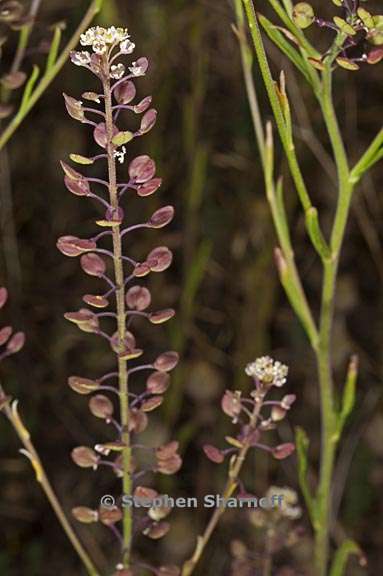 lepidium virginicum ssp virginicum 1 graphic